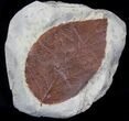 Bargain Fossil Leaf (Beringiaphyllum) - Montana #37217-1